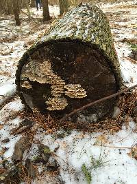 Trametes versicolor image