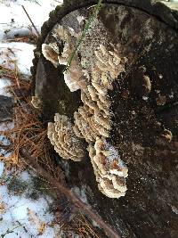 Trametes versicolor image