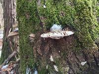 Ganoderma applanatum image