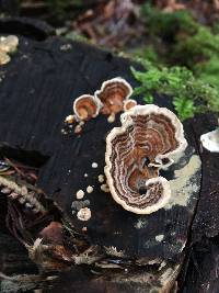 Trametes versicolor image