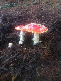 Amanita muscaria image