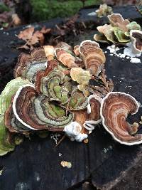 Trametes versicolor image