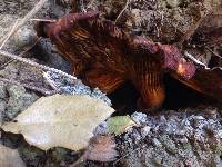 Omphalotus olivascens image