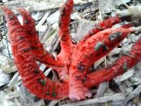 Clathrus archeri image