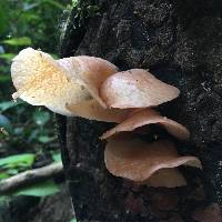 Auricularia delicata image