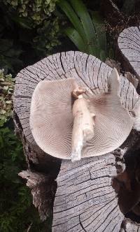 Agrocybe parasitica image