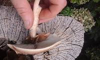 Agrocybe parasitica image