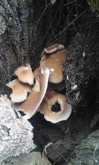 Agrocybe parasitica image