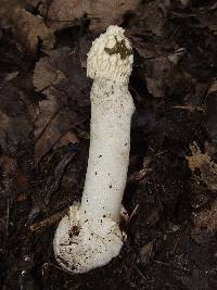 Phallus impudicus var. impudicus image