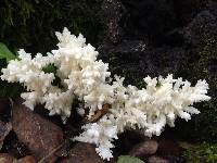 Hericium coralloides image