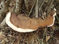 Ganoderma applanatum image