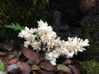 Hericium coralloides image