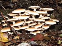 Agrocybe cylindracea image