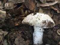 Amanita ocreata image