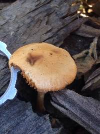 Image of Pholiota rugosa