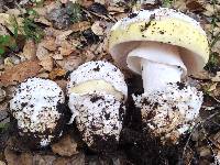 Amanita vernicoccora image