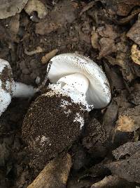 Amanita ocreata image