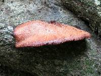 Fistulina hepatica image