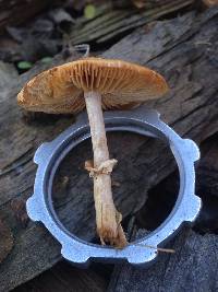 Conocybe rugosa image