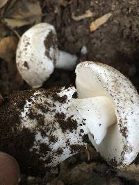 Amanita ocreata image