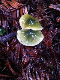 Hygrocybe psittacina var. psittacina image