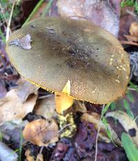 Image of Phylloporus arenicola