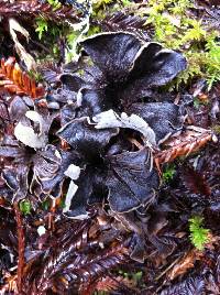 Craterellus cornucopioides image