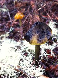 Hygrocybe singeri image