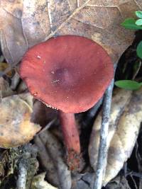 Lactarius rufulus image