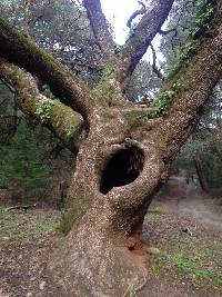 Ganoderma australe image