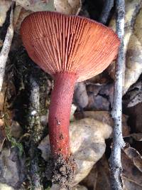 Lactarius rufulus image