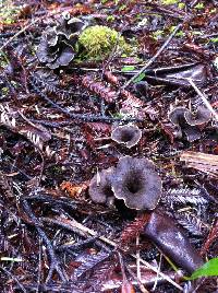 Craterellus cornucopioides image