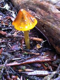 Hygrocybe singeri image