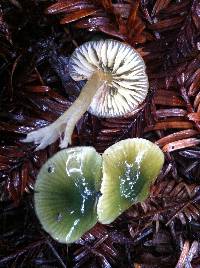 Hygrocybe psittacina var. psittacina image