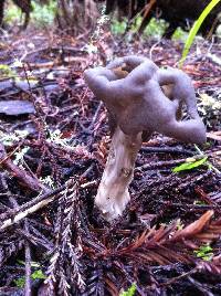 Helvella maculata image