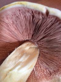 Agaricus xanthodermus image