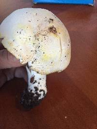 Agaricus xanthodermus image