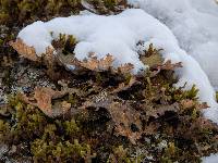 Lobaria pulmonaria image