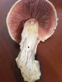 Agaricus xanthodermus image