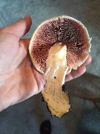 Agaricus xanthodermus image