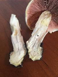 Agaricus xanthodermus image