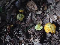 Hygrocybe chlorophana image