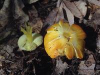 Hygrocybe chlorophana image