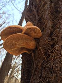 Pleurotus ostreatus image