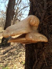 Pleurotus ostreatus image