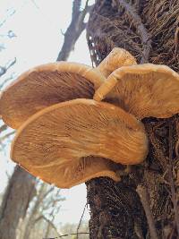 Pleurotus ostreatus image