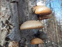 Piptoporus betulinus image