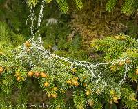 Ramalina menziesii image