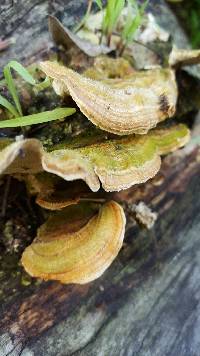 Trametes versicolor image