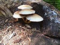 Agrocybe parasitica image